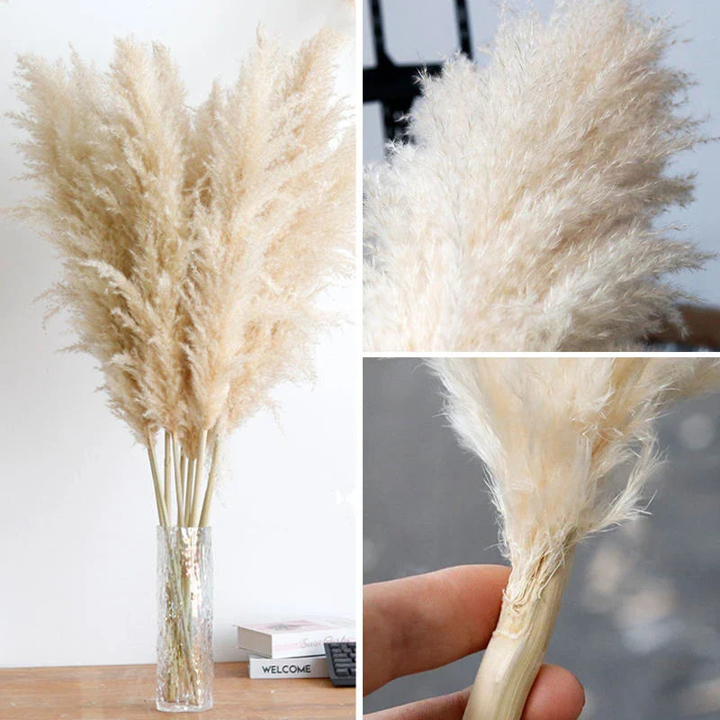 Dried Natural Grass Plumes 10-Piece Set